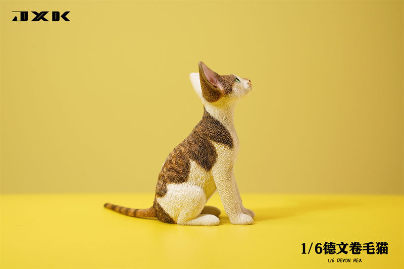 1/6 Devon Rex A3