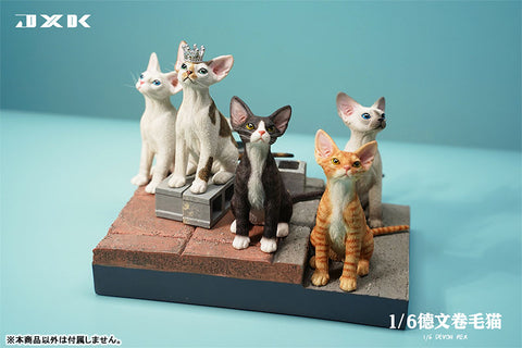 1/6 Devon Rex B1