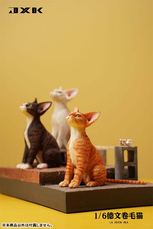 1/6 Devon Rex B1