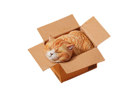 Small Cat in the Cardboard Box C