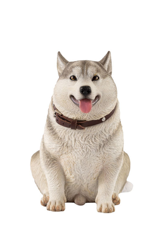 1/6 Chubby Husky A