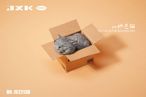 Small Cat in the Cardboard Box D