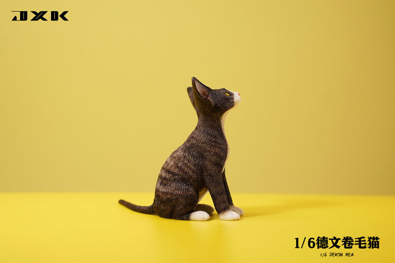 1/6 Devon Rex A2