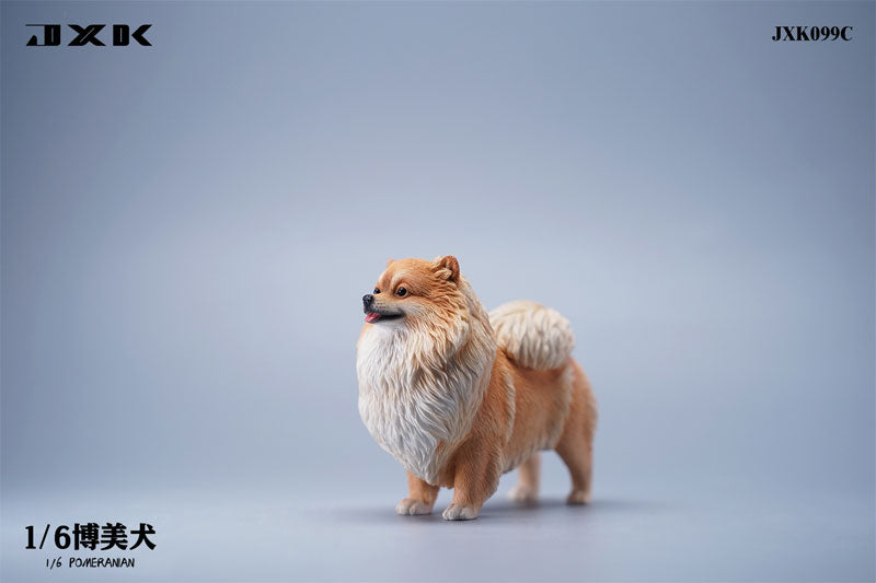 1/6 Pomeranian C