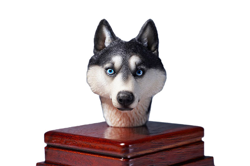 1/6 Head Husky C