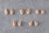 Harmonia bloom Hand Parts Set (root)