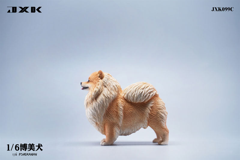 1/6 Pomeranian C