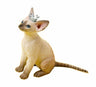 1/6 Devon Rex A5