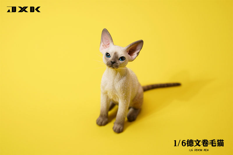 1/6 Devon Rex A5