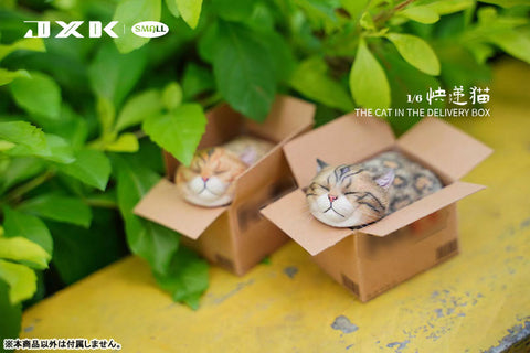Small Cat in the Cardboard Box B