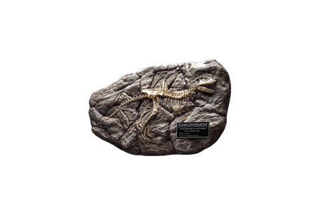 Wonders of the Wild Series - Concavenator - Fossil Replica (Star Ace Toys)