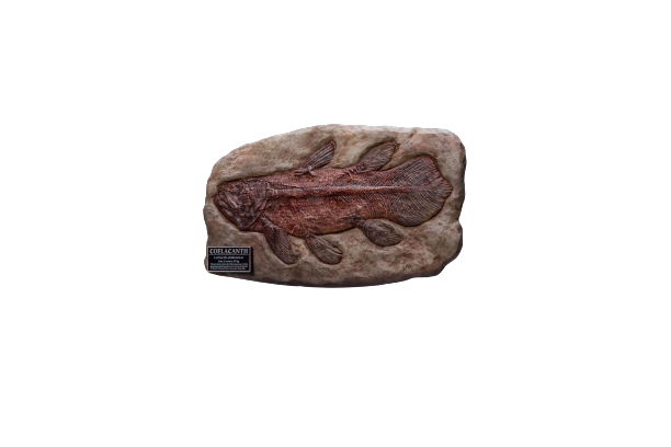 Wonders Of The Wild - Coelacanth - Fossil Replica (Star Ace Toys)