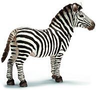 Zebra (Male)
