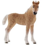 Bashkir Curly Foal
