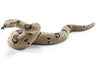 Boa Constrictor