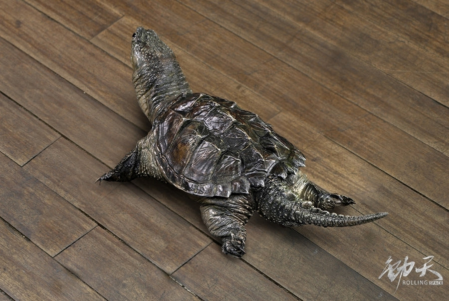 Alligator Snapping Turtle Statue - Solaris Japan