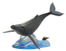 Marine Life Desktop Model Migrating Humpback Whale