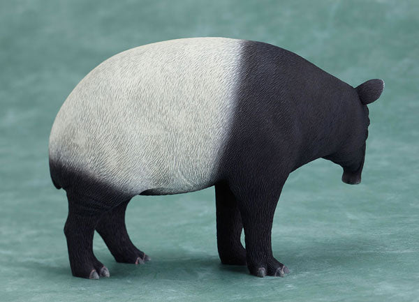 Malayan Tapir - Animal