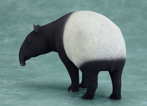 Malayan Tapir - Animal