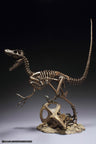 Skeleton Model Series Velociraptor