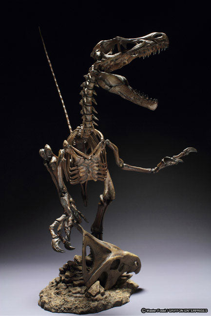 Skeleton Model Series Velociraptor