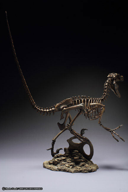 Skeleton Model Series Velociraptor