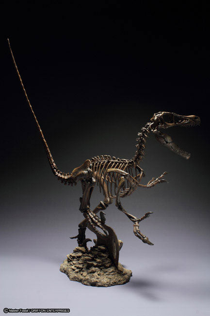 Skeleton Model Series Velociraptor