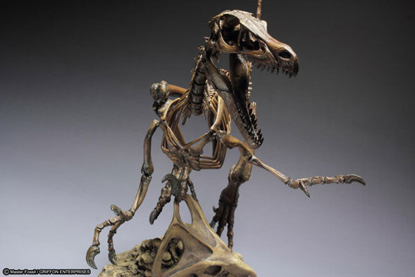 Skeleton Model Series Velociraptor