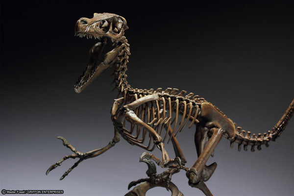 Skeleton Model Series Velociraptor