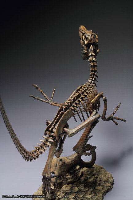 Skeleton Model Series Velociraptor