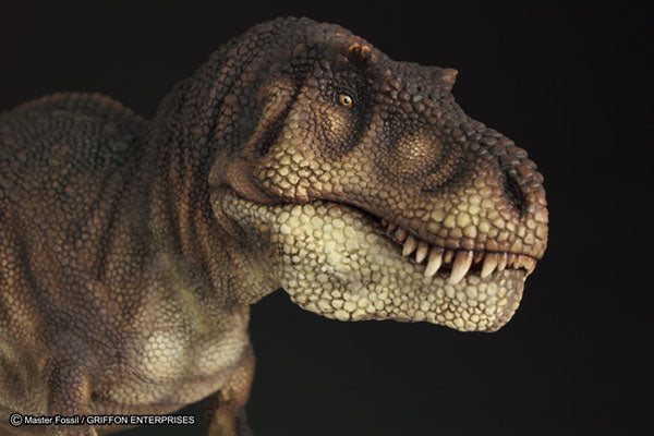 Master Fossil Life Model Series - T.rex (Tyrannosaurus)(Tentative Pre-order)