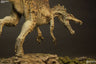 Dinosauria Statue - Spinosaurus