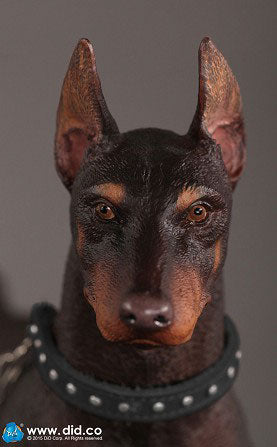 1/6 Animal Series Doberman Pinscher Red