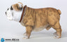 1/6 Animal series "British Bulldog"　