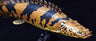 Ancient Fish Soft Model - Polypterus Endlicheri Soft Model