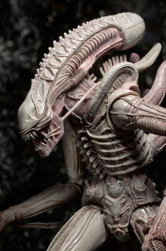 日*0様 エイリアン 7インチアクションフィギュア3体セット Alien - 7 Inch Action Figure Series 9: 3Type Set - Solaris Japan