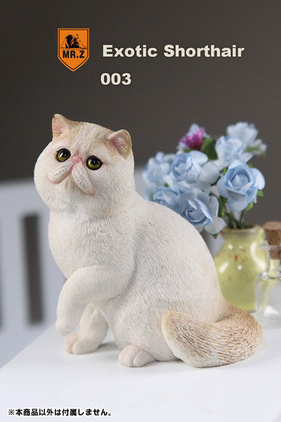 1/6 Exotic Shorthair 003　