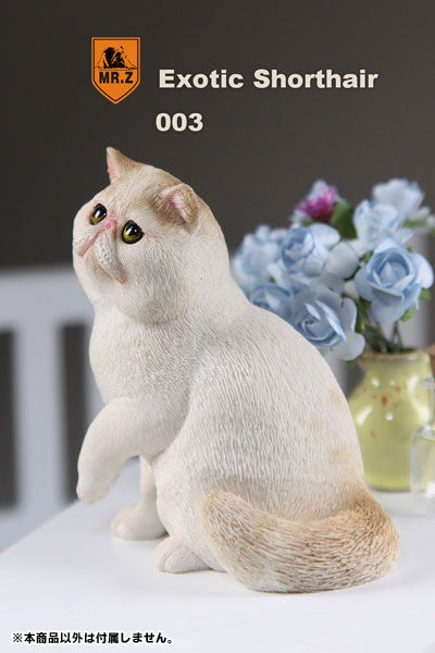 1/6 Exotic Shorthair 003　