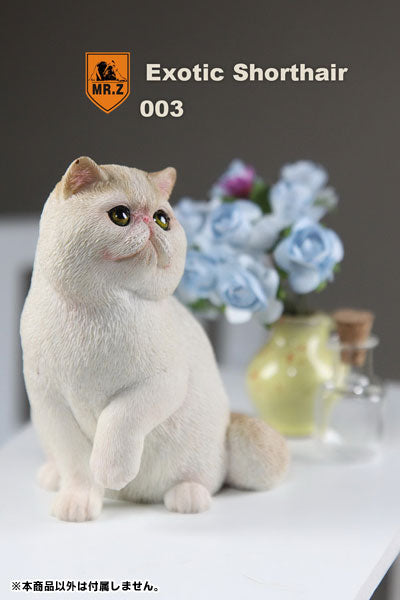 1/6 Exotic Shorthair 003　