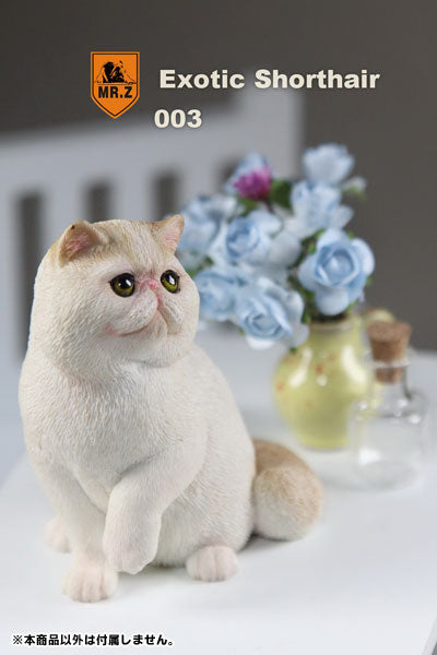 1/6 Exotic Shorthair 003　