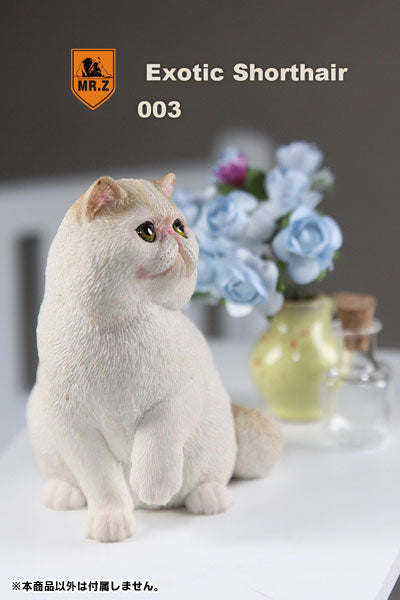 1/6 Exotic Shorthair 003　