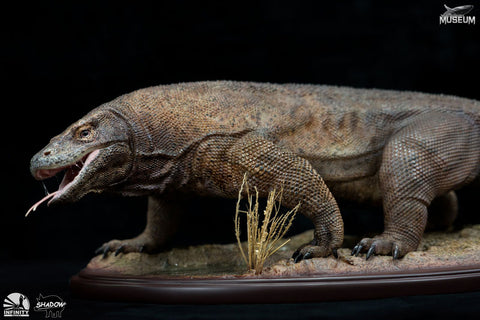 Hakubutsu Museum 1/4 Komodo Dragon (Varanus Komodoensis) Statue　