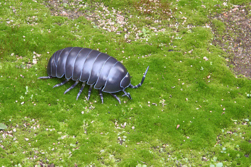 Soft Vinyl Toy Box 012A Armadillidium Vulgare