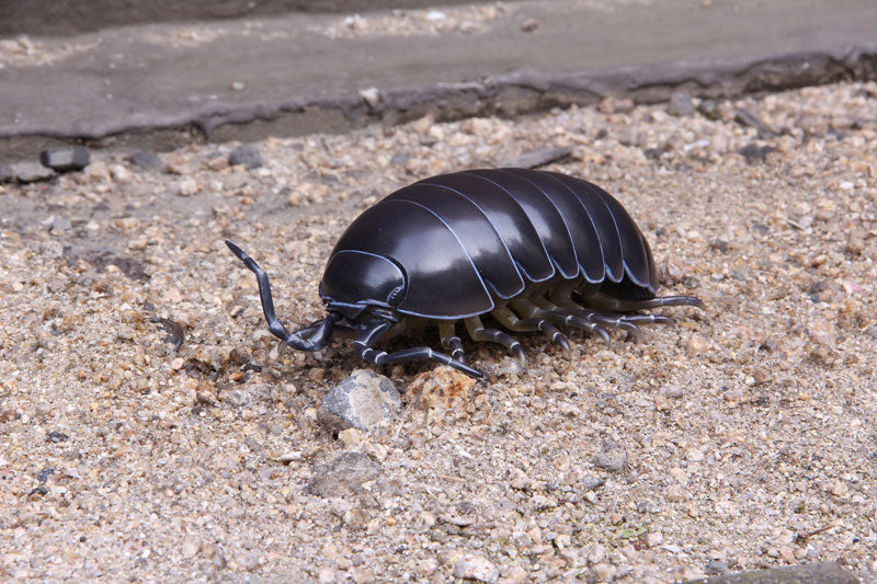 Soft Vinyl Toy Box 012A Armadillidium Vulgare