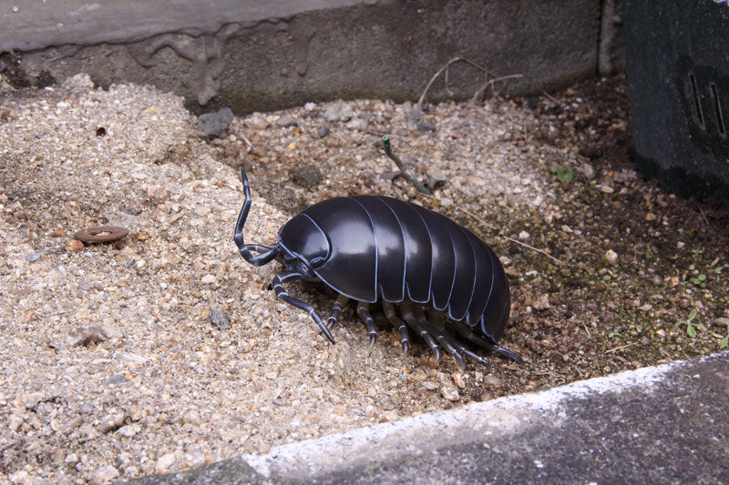 Soft Vinyl Toy Box 012A Armadillidium Vulgare