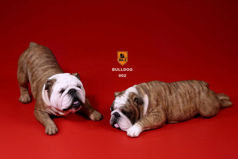 1/6 Bulldog Playful Set Red Tiger Stripe　