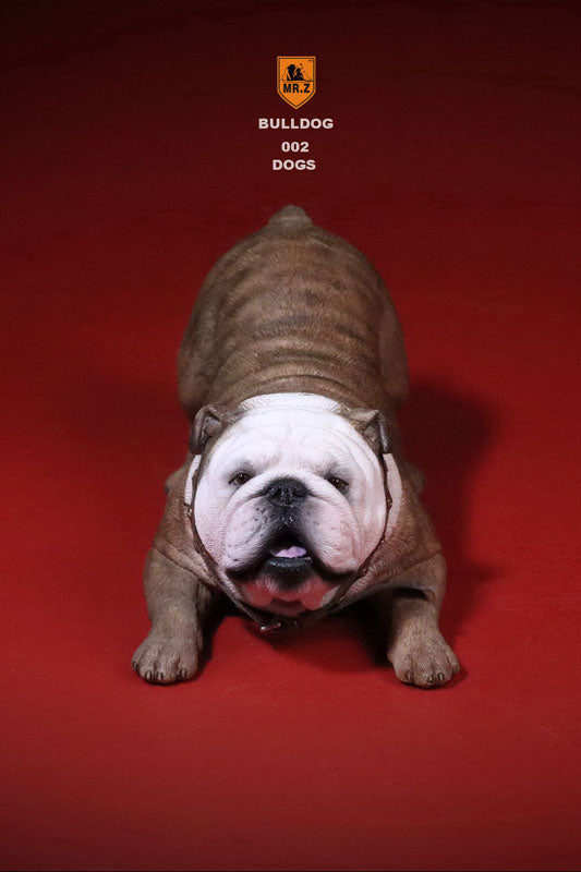 1/6 Bulldog Playful Set Red Tiger Stripe　