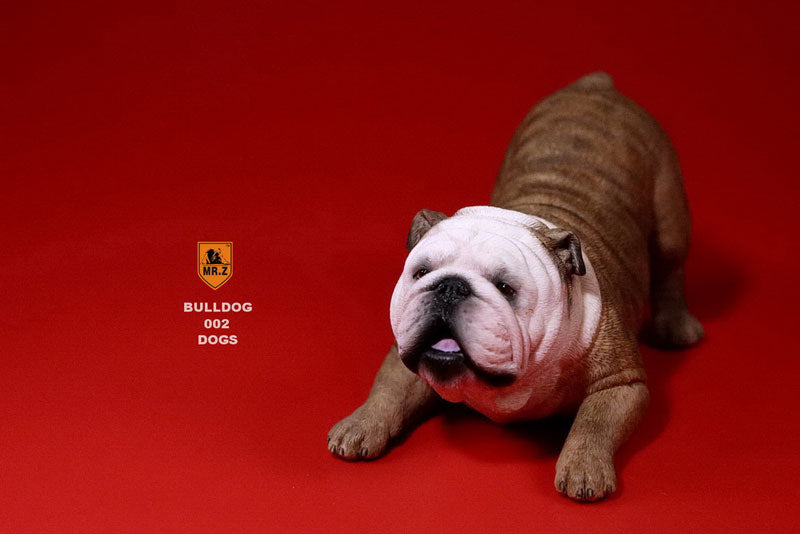 1/6 Bulldog Playful Set Red Tiger Stripe　