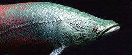 Ancient Fish Soft Model - Pirarucu (Arapaima Gigas) Soft Model