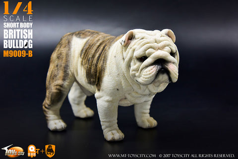 1/4 Short Body British Bulldog B　